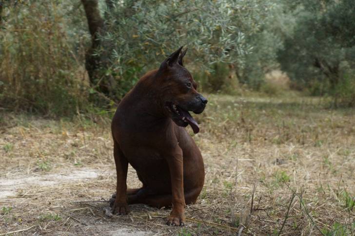 Bock - Chuandong Hound