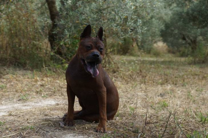 Bock - Chuandong Hound