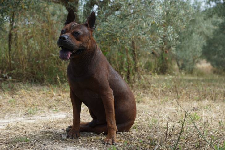 Bock - Chuandong Hound