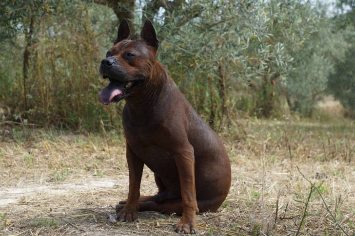 Bock - Chuandong Hound