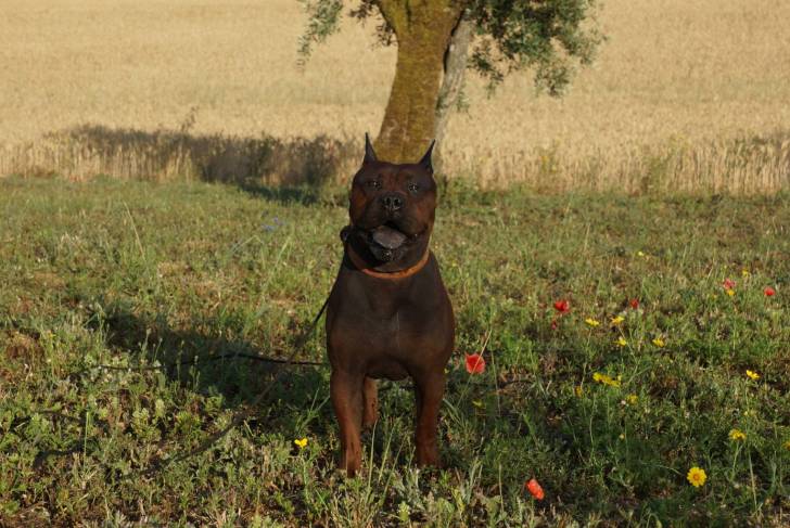 Kong - Chuandong Hound