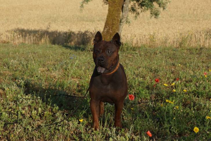 Kong - Chuandong Hound