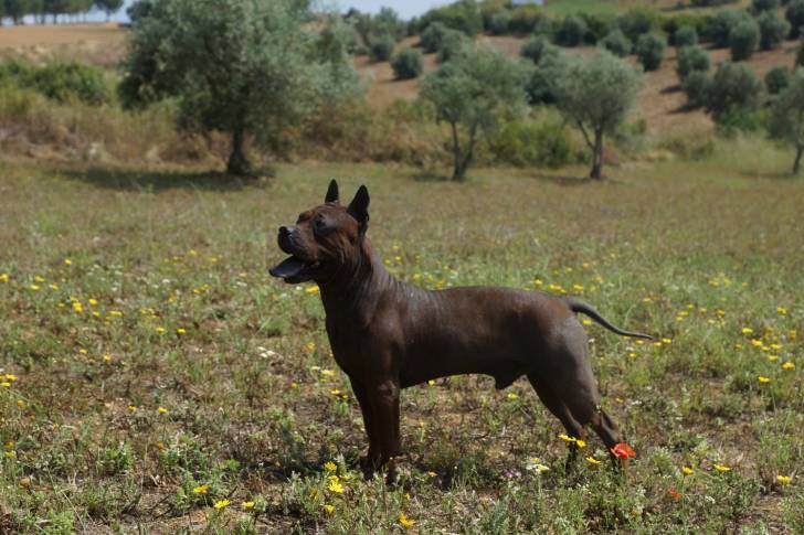 Kong - Chuandong Hound