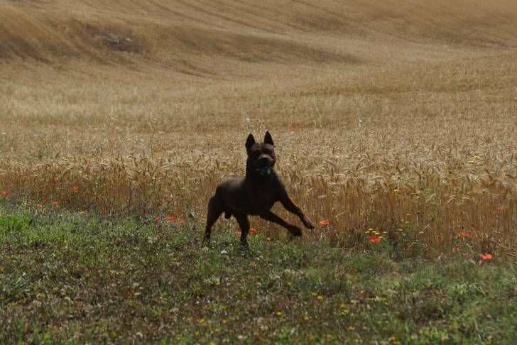 Kong - Chuandong Hound
