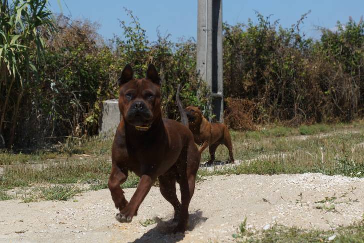 Yong - Chuandong Hound