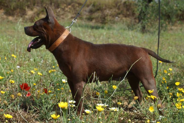 Moon - Chuandong Hound