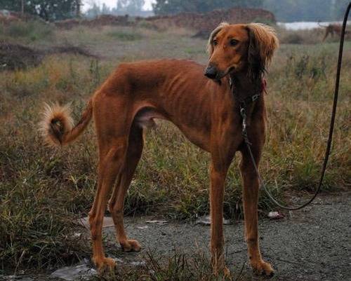 Un Xian Hound marron tenu en laisse