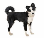 Photo Laïka de Yakoutie