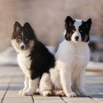 Photo Laïka de Yakoutie