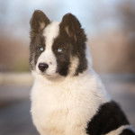 Photo Laïka de Yakoutie