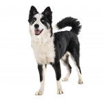 Photo Laïka de Yakoutie