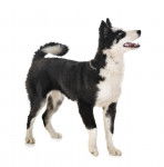 Photo Laïka de Yakoutie