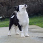 Photo Laïka de Yakoutie