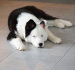 Photo Laïka de Yakoutie