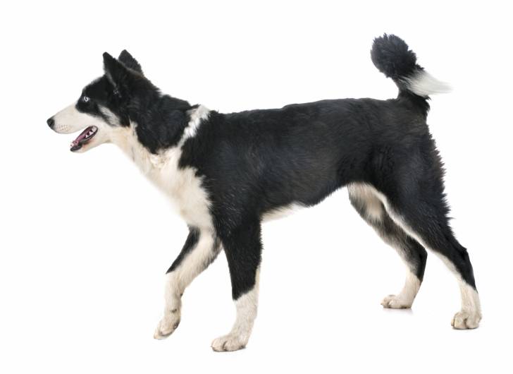 Photo Laïka de Yakoutie