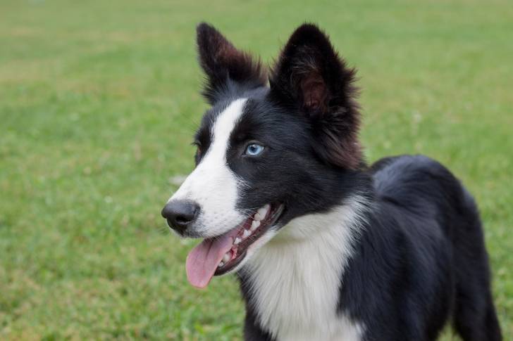 Photo Laïka de Yakoutie