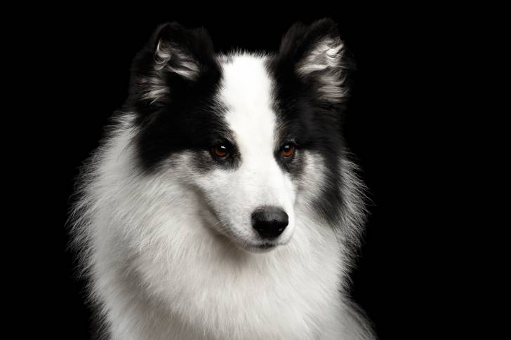 Photo Laïka de Yakoutie