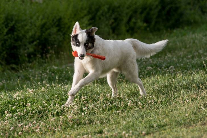 Photo Laïka de Yakoutie