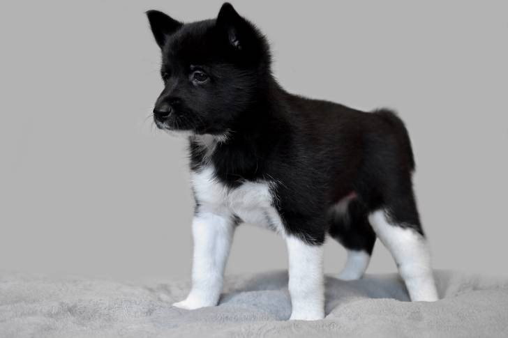 Photo Laïka de Yakoutie