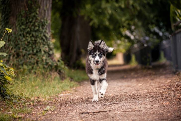 Photo Laïka de Yakoutie