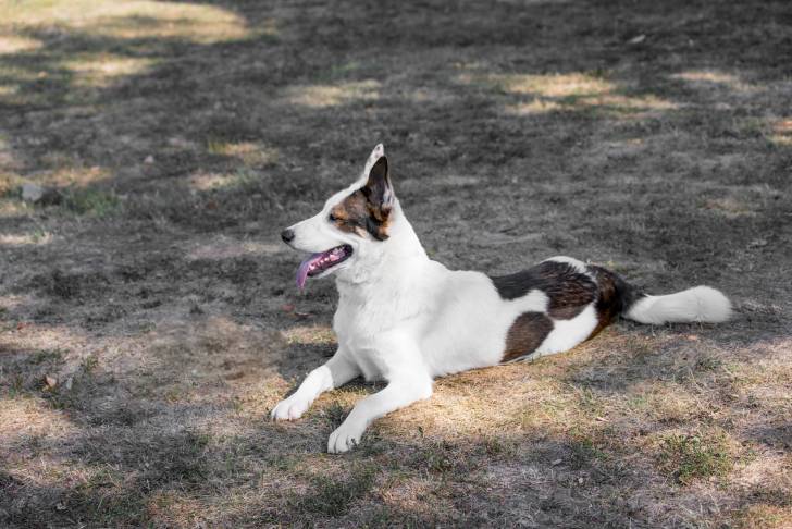 Photo Laïka de Yakoutie