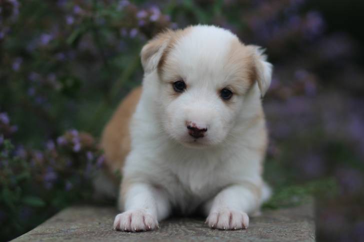 Photo Laïka de Yakoutie