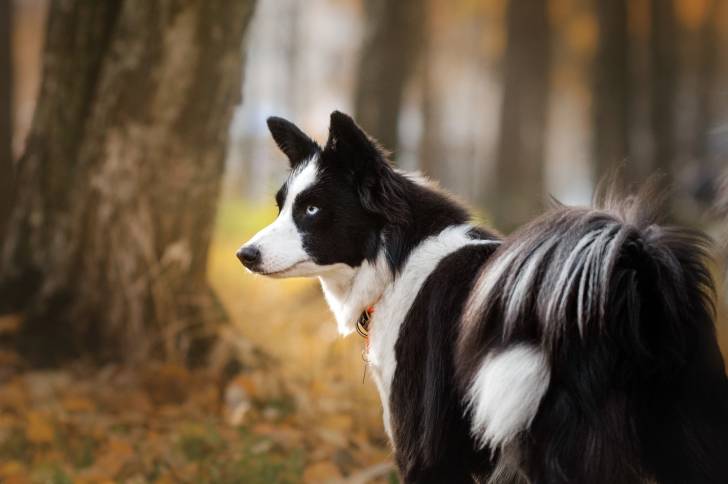 Photo Laïka de Yakoutie