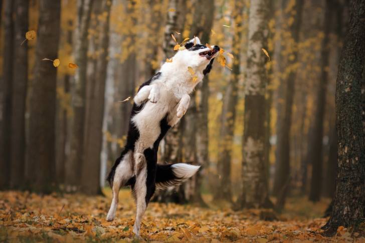 Photo Laïka de Yakoutie