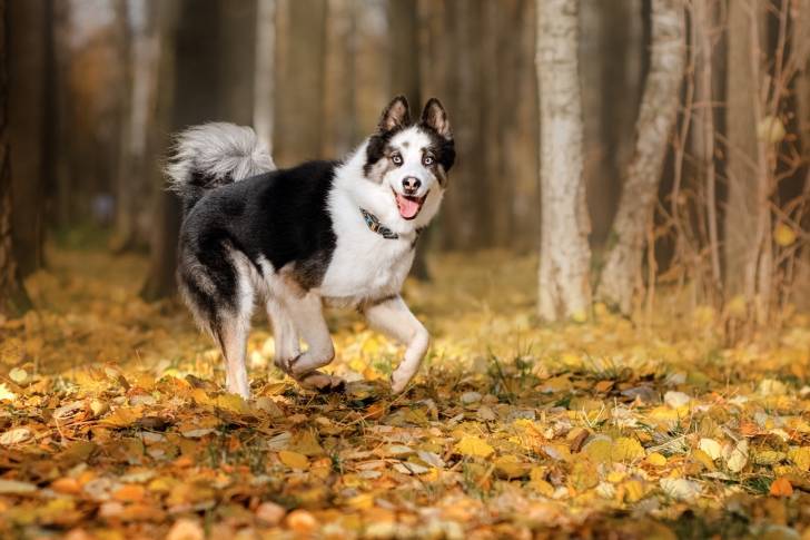 Photo Laïka de Yakoutie