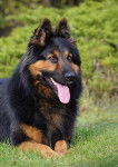 Photo Berger de Bohême