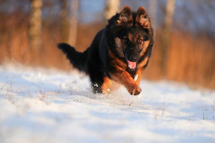 Photo Berger de Bohême