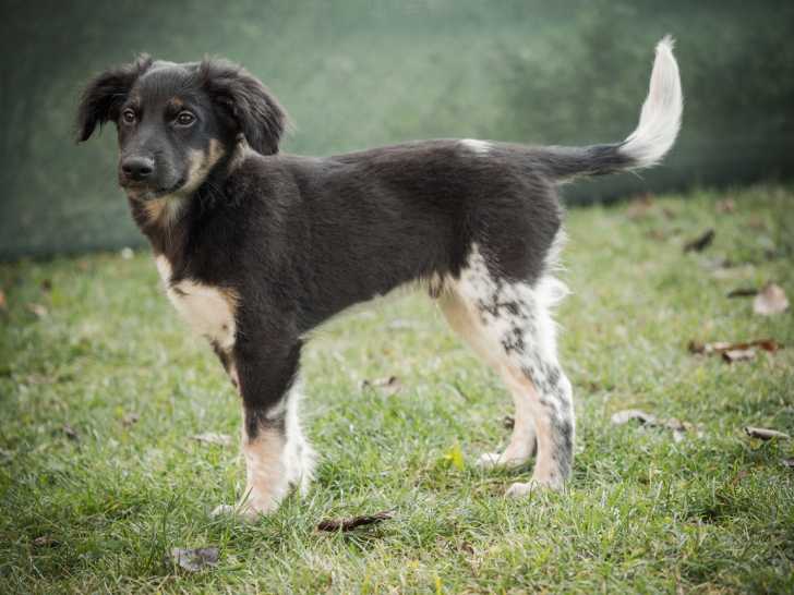 Photo Cesky Strakaty Pes