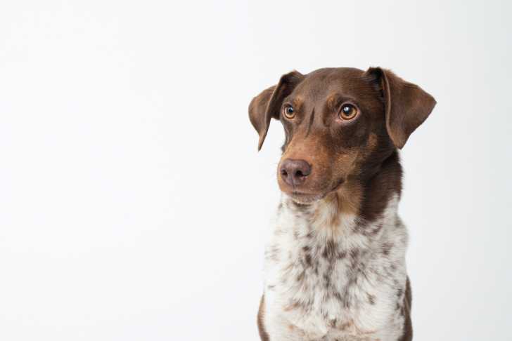 Photo Cesky Strakaty Pes