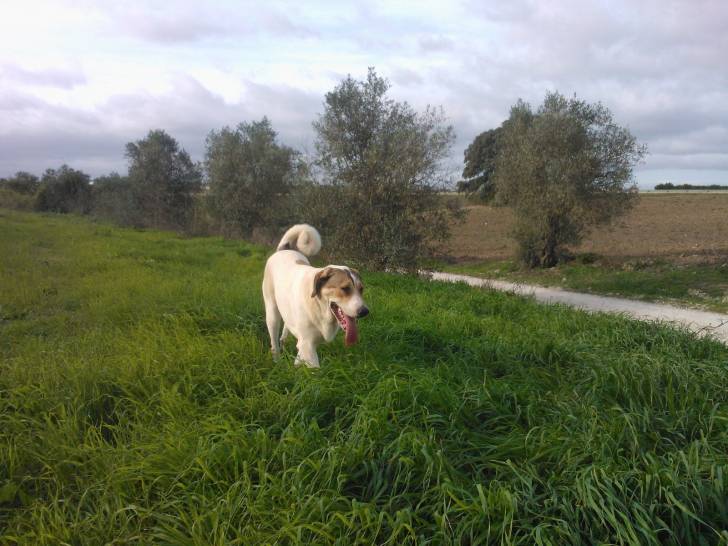 Photo Mâtin Transmontano