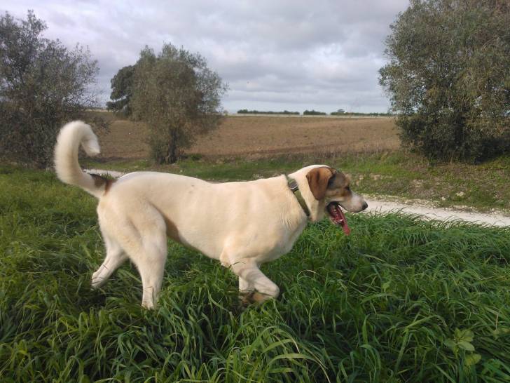 Photo Mâtin Transmontano