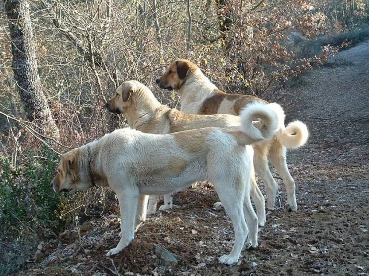 Photo Mâtin Transmontano