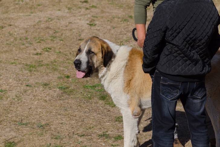 Photo Mâtin Transmontano