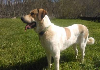 Morphologie du Mâtin Transmontano