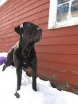 cece growing - Cane Corso (5 ans)