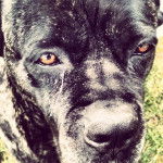 Carbone - Cane Corso (5 ans)