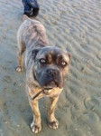 Fior - Cane Corso (2 ans)