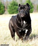 Versus - Cane Corso Mâle (5 ans)