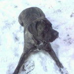 KENZO - Cane Corso Mâle (4 ans)