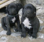 rocky e pally - Cane Corso M&acirc;le (5 mois)