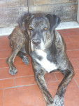 Ofelia, la mia cagnolona - Cane Corso (8 ans)