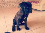 Hélium - Cane Corso Mâle (3 mois)