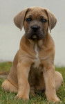 Eden - Cane Corso (2 mois)