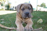 Eden - Cane Corso (3 mois)
