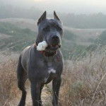 buster - Cane Corso Mâle (4 ans)