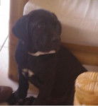 Canelo - Cane Corso Mâle (1 an)